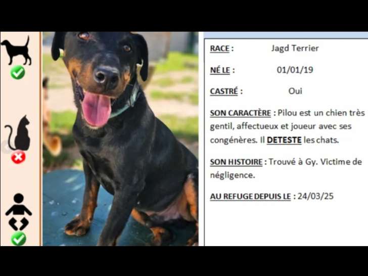 Chien Jagd Terrier de 6 ans en attente d'adoption