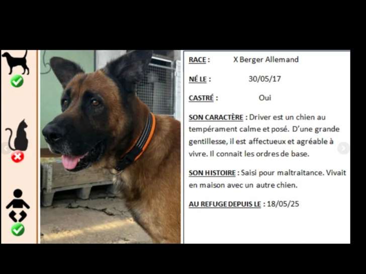 Chien Berger Allemand fauve charbonné prêt pour l’adoption