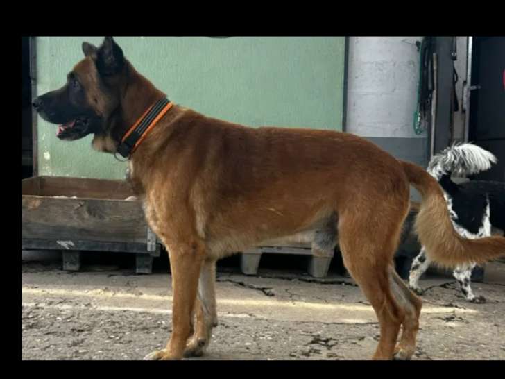 Chienne de 8 ans en attente d’une famille