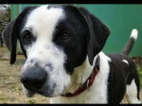 Chien noir et blanc à accueillir