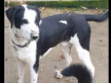 Chien noir et blanc à accueillir