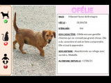 Chienne Basset fauve de Bretagne de 7 ans en quête d'une famille