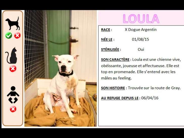 Adoption disponible : chien Dogue Argentin blanc