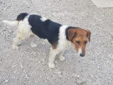À adopter, chienne Beagle tricolore