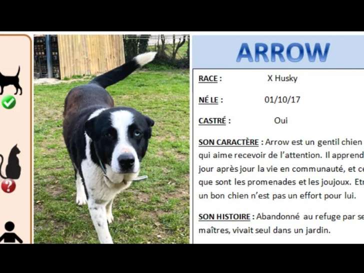 Disponible à l'adoption, chien Husky Sibérien de 8 ans