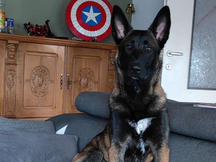 Femelle Malinois à donner