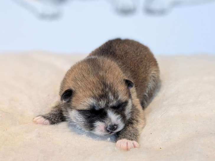 Femelles Akita Inu rousses à vendre