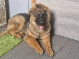 Jeune femelle Berger Allemand d'ancien type à vendre