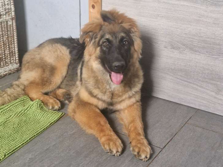 Jeune femelle Berger Allemand d'ancien type à vendre