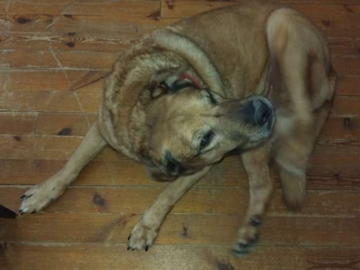 Urgent, donne chienne de 10 ans