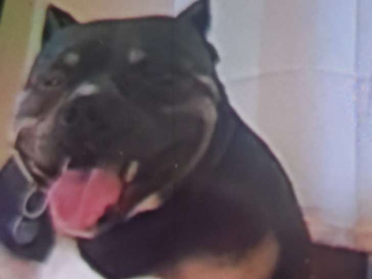 Chien mâle American Bully à vendre