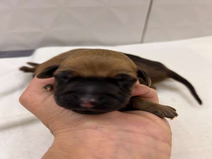 Chiots Rhodesian Ridgeback à reserver