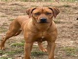 Chiots Rhodesian Ridgeback à reserver