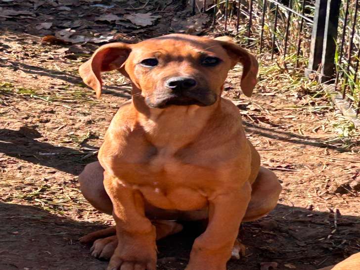 Chiots Rhodesian Ridgeback disponible