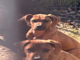 Chiots Rhodesian Ridgeback disponible