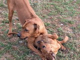 Chiots Rhodesian Ridgeback disponible
