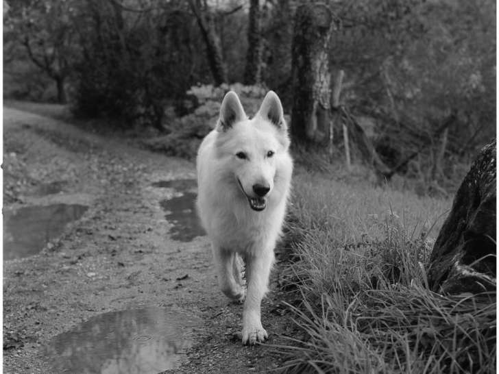 Mâle Berger Blanc Suisse disponible pour saillie