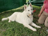 Mâle Berger Blanc Suisse disponible pour saillie