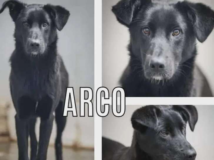 Disponible à l'adoption, chiot mâle Labrador noir