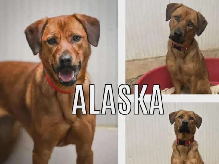 Prête pour l’adoption, chienne Berger fauve