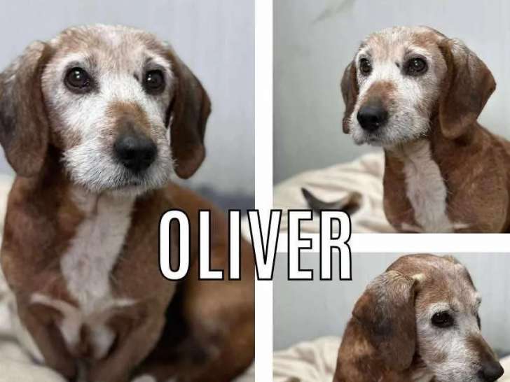 À accueillir, chien Teckel marron et blanc