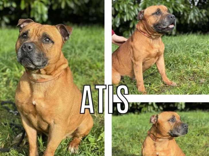 En quête d'un foyer, chien Staffordshire Bull Terrier de 6 ans