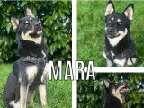 Adoption disponible : chienne Husky de Sibérie d'un an