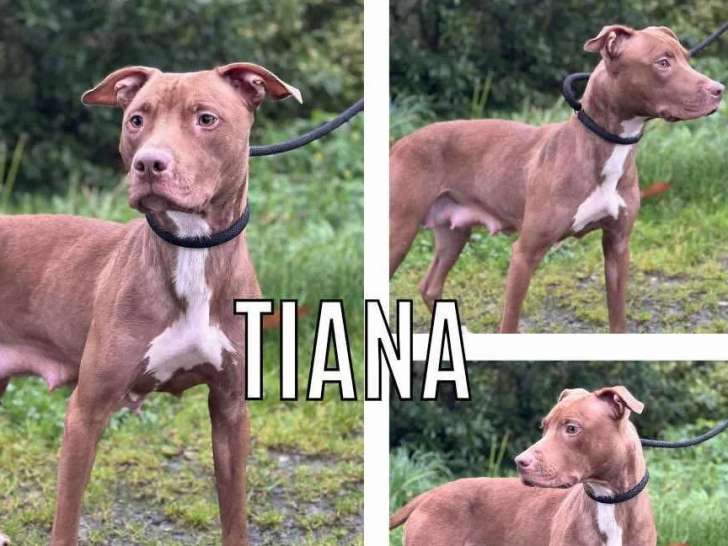 Prête pour l’adoption : chienne Dogue marron et blanche