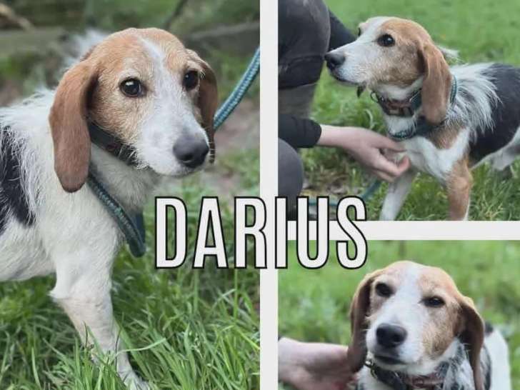 À accueillir : chien Beagle tricolore