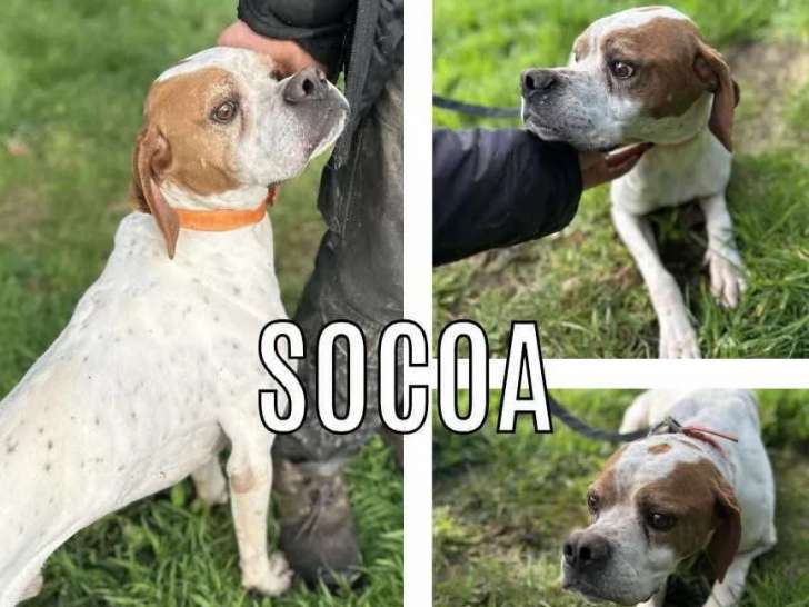 À la recherche d'une famille, chien Pointer Anglais de 4 ans