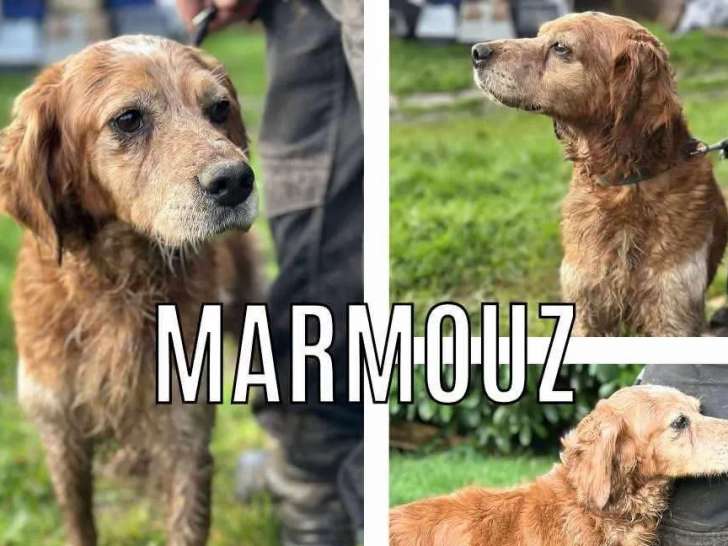 Disponible à l'adoption : chien Épagneul Breton de 9 ans