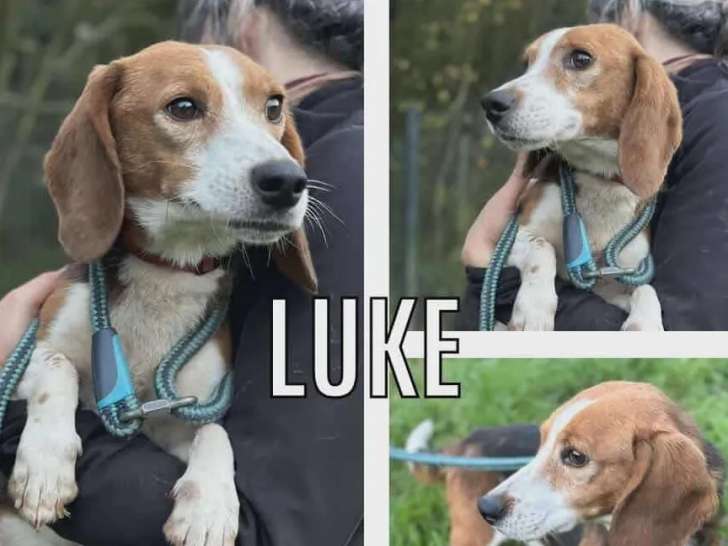 En quête d'une famille : chien Beagle âgé de 7 ans