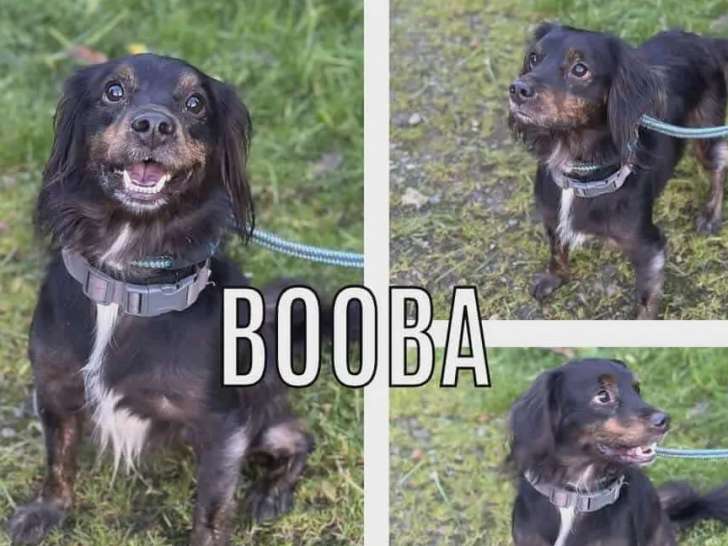 Adoption disponible : chien Épagneul Breton noir et beige