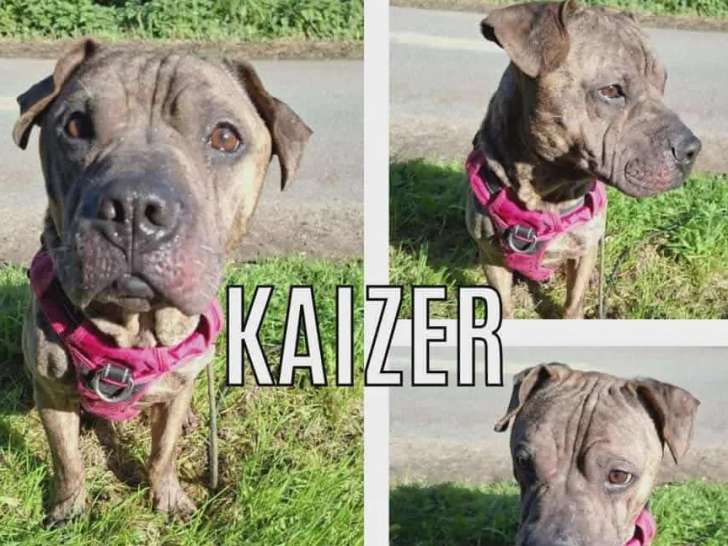 À la recherche d'un foyer : chien Shar-Peï bringé