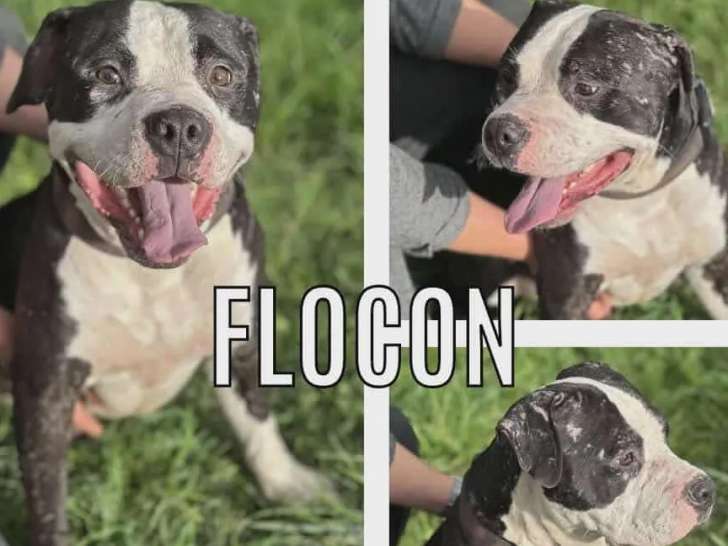 Chien American Bully noir et blanc à adopter