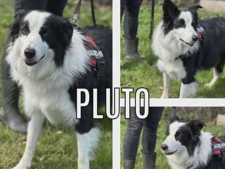 Chien Border Collie de 6 ans disponible à l'adoption