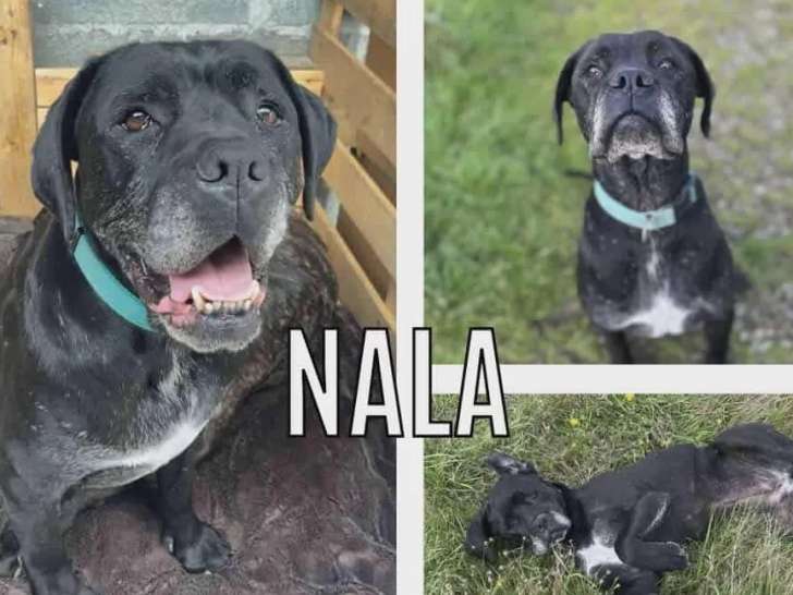 Chienne Cane Corso de 7 ans en attente d'adoption