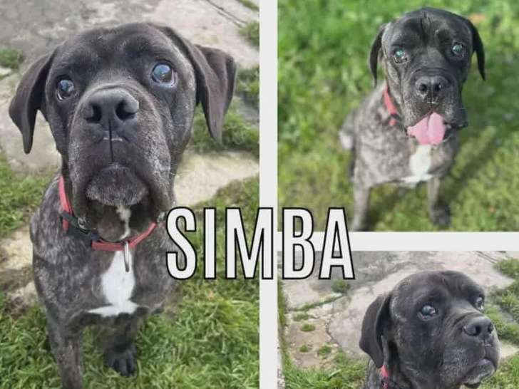 Chien Cane Corso gris et blanc prêt pour l’adoption