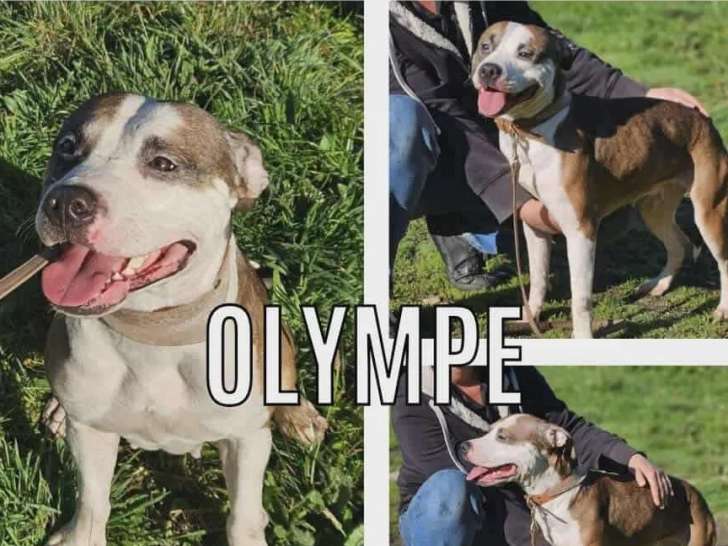 Chienne Staffordshire Américain Terrier bringée en quête d’un foyer