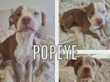Adoption disponible : chien Staffordshire Américain Terrier de 3 ans