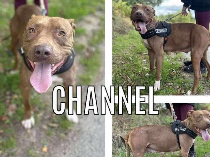 Chienne Dogue beige à la recherche d'une famille