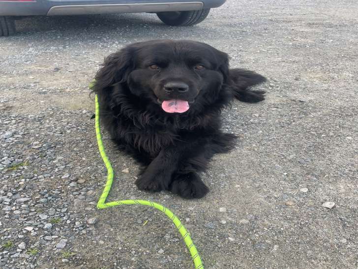 Mâle Terre-Neuve disponible pour saillie