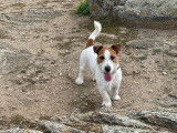 Simba, mâle Jack Russel Terrier LOF disponible pour saillie