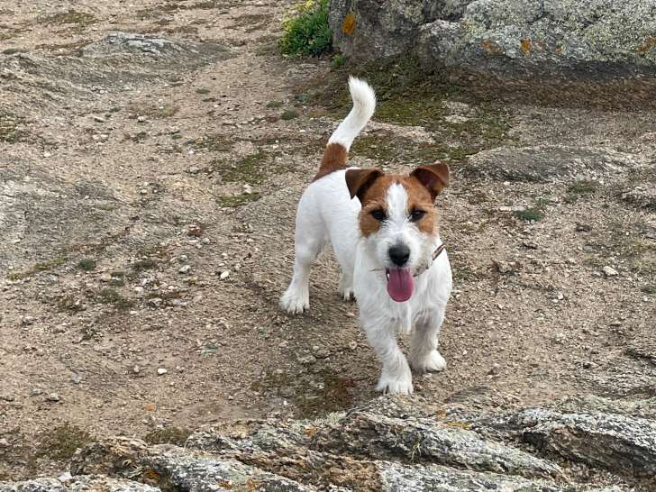 Simba, mâle Jack Russel Terrier LOF disponible pour saillie