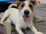 Simba, mâle Jack Russel Terrier LOF disponible pour saillie