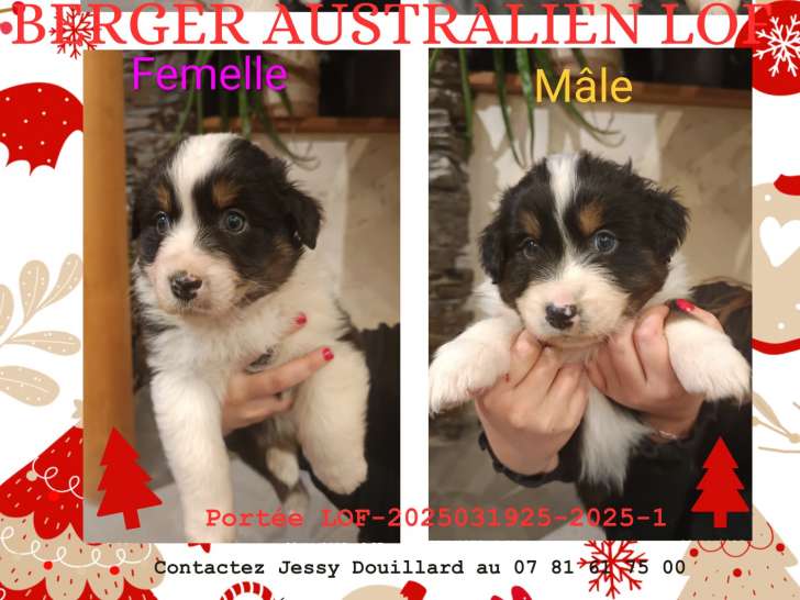 Chiots Berger Australien à vendre