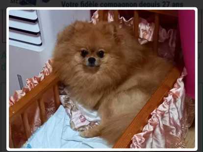 Vendre Magnifique chiots Spitz nains Maman agree  HK 01600994