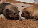 Chiots de type Loulou de Poméranie à vendre (3 femelles & 1 mâle)