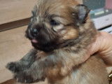 Chiots de type Loulou de Poméranie à vendre (3 femelles & 1 mâle)