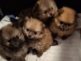 Vendre Magnifique chiots Spitz nains Maman agree  HK 01600994